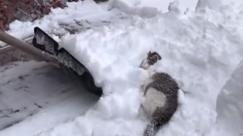 Funny cat video on the snow