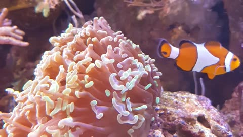 Swimming Clown Fish in the Aquarium