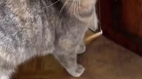 Sounds that attract Cats..... Funny Video