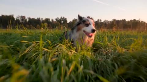 A dog runs at camera