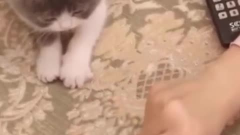 Funny and Cute cat Video 10