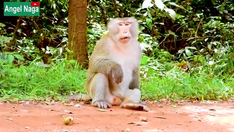 Dog monkey funny video !! Dog monkey parnk video !!