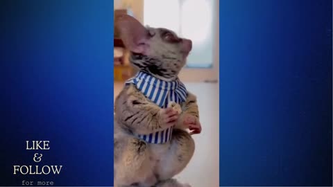 FUNNY ANIMAL VIDEOS TO MAKE YOU LAUGH PT 2 😂😂😂