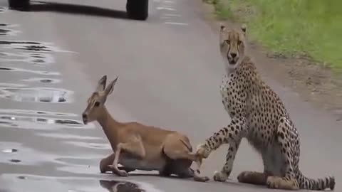 Cheetah not letting his prey run while waiting for his herd