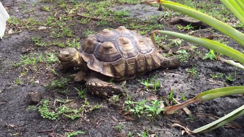 Tortoise eating poo, is it okay?-10