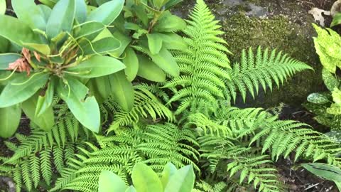 Tasmanian tree fern