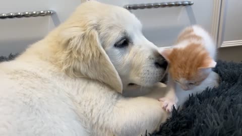 Tiny Kitten and Golden Retriever Puppy Cutest Friends