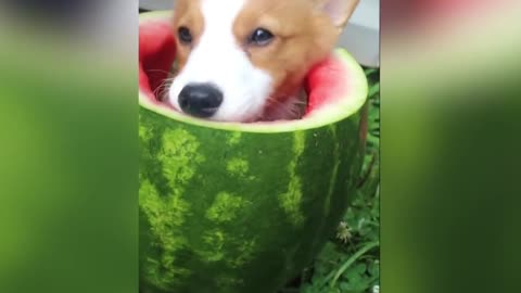 Puppies Under WaterMelon 🍉