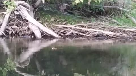 Great Blue Heron up close