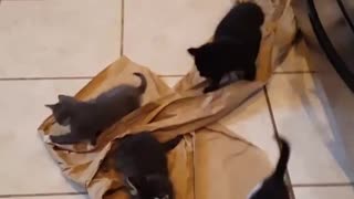 Rescue Kittens and packing paper