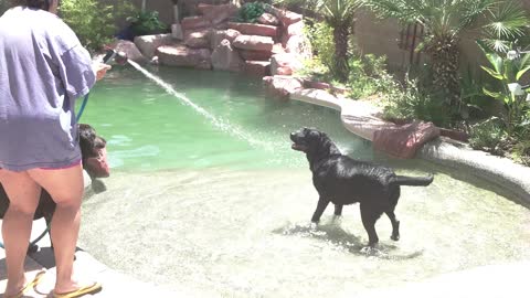 *FLASHBACK* June 27, 2018 - Doggos Finding Swimming Pool and Water Hose Part 1