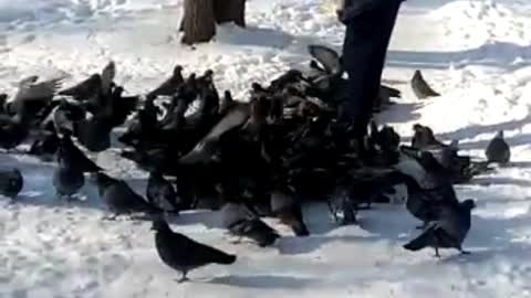 Hungry birds in winter.