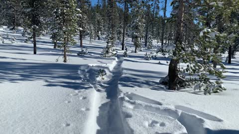 Hiking Long Snowshoe Loop – Central Oregon – Swampy Lakes Sno-Park