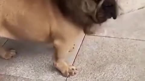 FUNNY DOG DRESSED AS LION!!