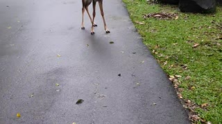 Not Monkey's First Fawn Rodeo