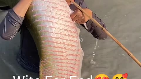 😲 Amazing Big Fish Fishing #fishing #Fish #amazingvideo #funniestvideos