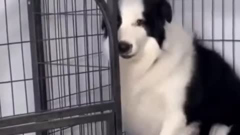 The fastest way to get a dog into the cage