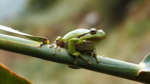 Colour change frog 🐸 🐸