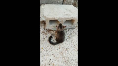 Two cute playfull cat