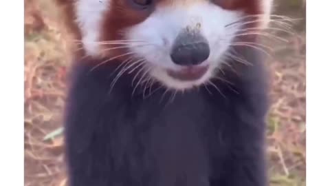 A red Panda, looking Amazing