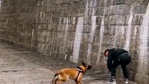 Dogs That Fly - Malinois & Alsatian Dogs Show Their Jumping Agility #Shorts