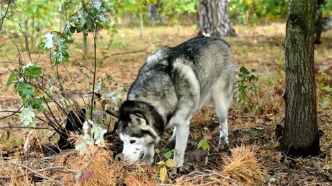 Dog Forest!