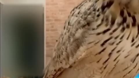 Best Animal Video