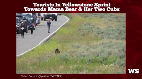 Tourists in Yellowstone sprint towards mama bear