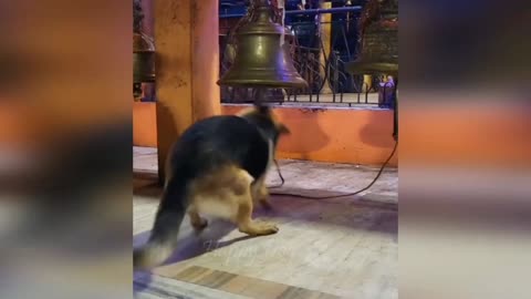 Funny dog playing bell