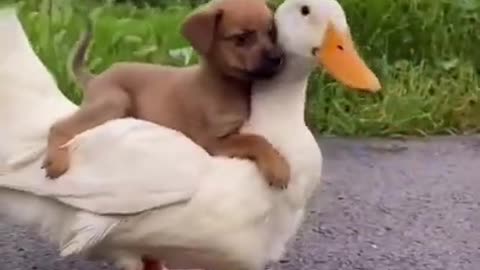 Dog and Duck