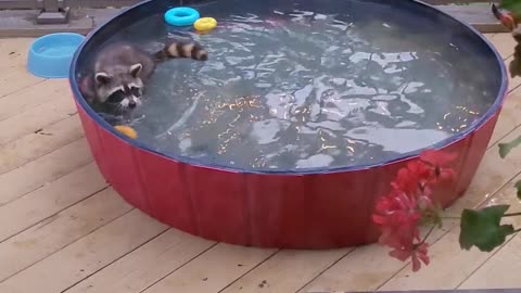 Wild Raccoons Enjoying Domestic Pleasures