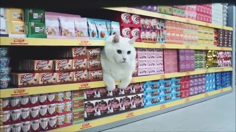 Cats Supermarket! (2023).mp4