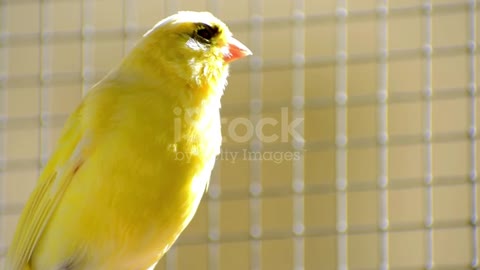 Canary bird