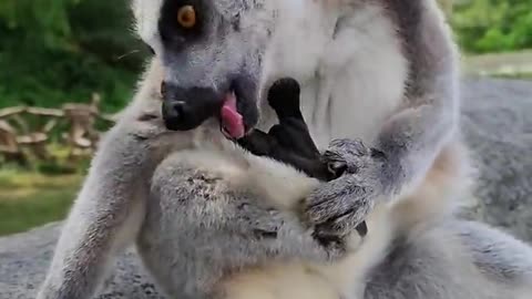 Small lemur that loves to eat fingers