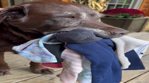 Mouthful Of Socks Makes Perfect Greeting