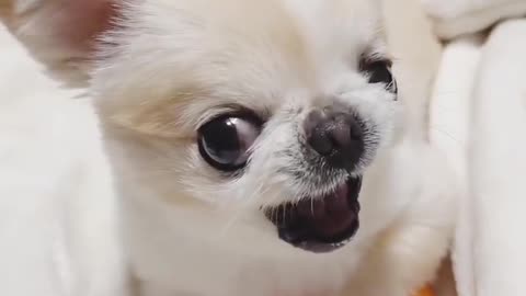 Dog angry video