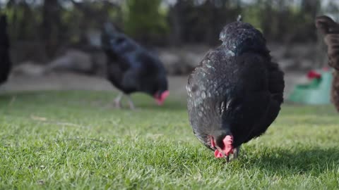 Chickens Eating Grass