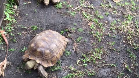 Tortoise eating poo, is it okay?-20