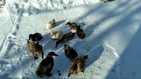 How to Prevent Your Ducks Water Dish from Freezing/Below Zero Temp/Built on the Rock Farm