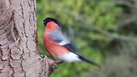 Beautiful and wonderful birds