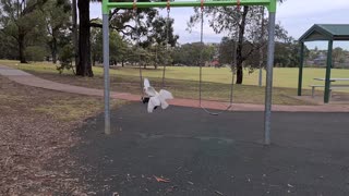 Birds showing off on the swing