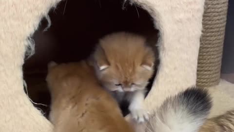 Kittens try to go into a storage box.