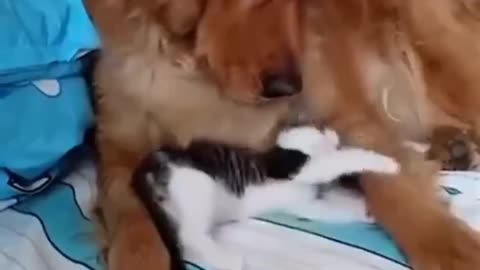 Cat and dog Frienship,cat and dog pure love