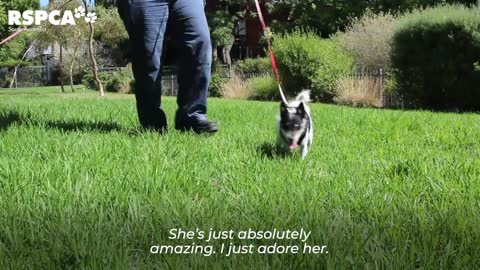 Meet Sugar and Lolly , two adorable rescue dogs - who both have no eyes