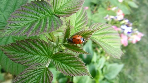 Ladybug Animal Nature Insect Bug Red Spring