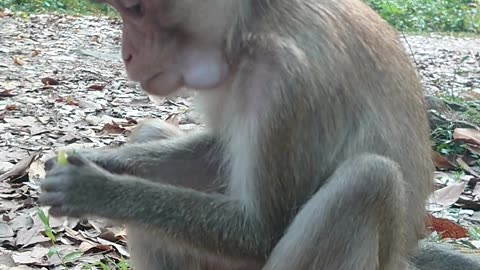 Monkey getting their relaxing