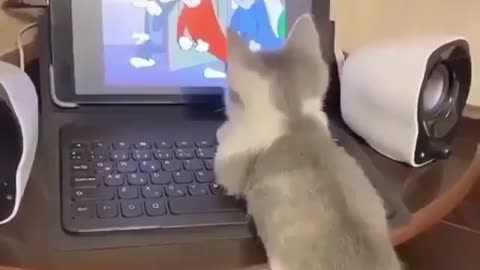 Cat is addicted to watch Tom and Jerry show