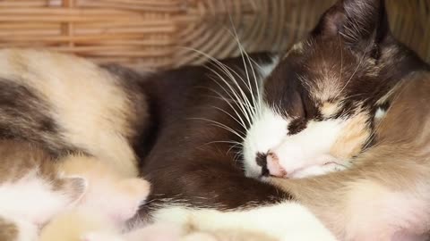 Cat mother and cute kittens