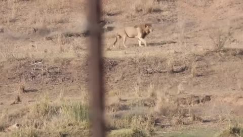 Worlds Fastest Animal Fail Grants Gazzele Take Down Cheetah with Horns,Lion Hunt impala fail