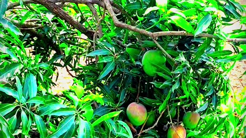 Mango tree